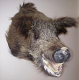 Giant Russian boar with extra long hair