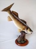 11 lb Fish-Ohio Walleye