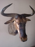 African wildebeest shoulder mount