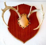 Ten-point deer rack on oak plaque