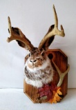 Trophy jackAlope