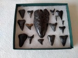 16-prehistoric fossilized Megalodon shark teeth