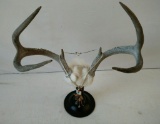 Authentic Bear Claw Necklace on Deer Rack Display.