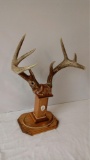 Hole-in-the-horn antlers