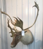 Caribou Mount