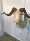Merino Sheep Mount