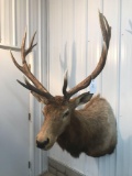 6x6 Elk Mount