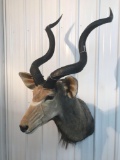 Kudu Mount