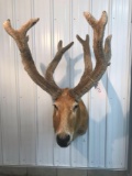 Red Deer in velvet Mount