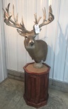 Whitetail shoulder Mount on a pedestal