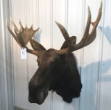 Moose mount