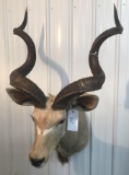 Kudu Mount