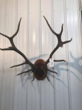 Antlers Red Stag