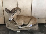 Afghan Urial In state buyer only