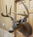 Whitetail 9 pt Mount