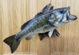Large Mouth bass Mount