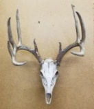 Whitetail 10 pt European Mount