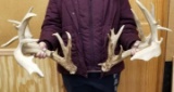 Whitetail sheds