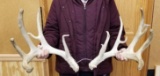 Whitetail sheds Antlers