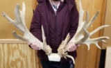 Whitetail with skull