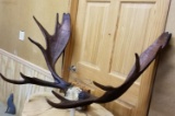 Moose on split skullcap 45? (color added)