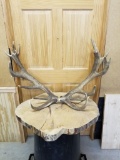 Red stag sheds 23 pt
