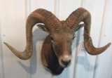 Texas Big Horn Ram