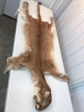 Mountain lion tanned hide