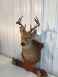 Whitetail 8 Pt. Rough condition