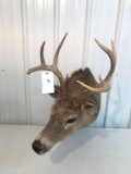 Whitetail 9 pt . Rough condition