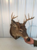 Whitetail 10 pt . Rough condition