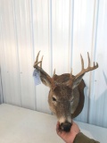 Whitetail 11 pt. Rough condition