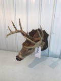 Whitetail 8 pt . Rough condition