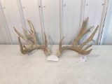 Whitetail sheds match pair . Part of 6 year sheds . Score 210?