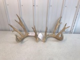 Whitetail sheds . 5 yr old score 210.? Part of match set
