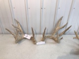 Whitetail sheds 3 yr old score 220?. Part of match set