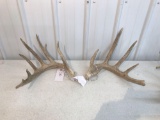 Whitetail sheds 2 yr old score 190?. Part of match set.