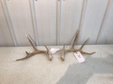 Whitetail sheds 1 yr old no score on these . Part of match set