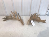 Whitetail sheds score 218?