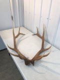 Elk sheds weight is 9.5 lbs