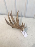 Whitetail shed