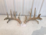 Whitetail sheds