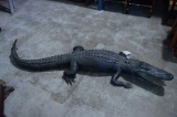 Full body Alligator