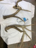 Whitetail sheds.... These are wild deer sheds very unique