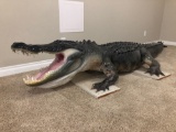 Full body Alligator 12 ft 7 inch long in perfect condition