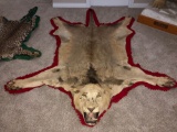 Lion rug, no tears. Real teeth