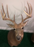 Whitetail shoulder Mount 10 pt