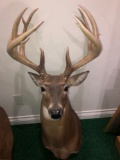 Whitetail Mount score 198? this is a replica