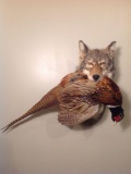 Coyote head with pheasant