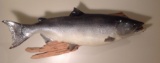 Silver Salmon 38? long